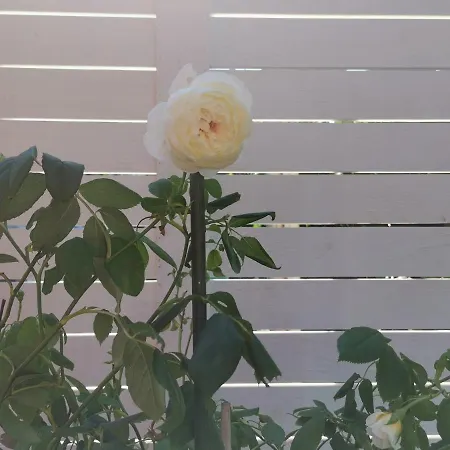 Dream House Πανσιόν 2*