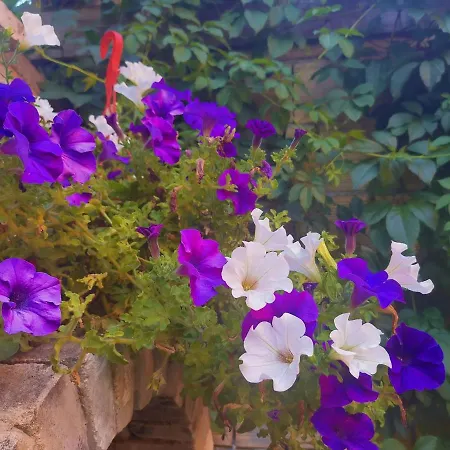 Dream House Πανσιόν