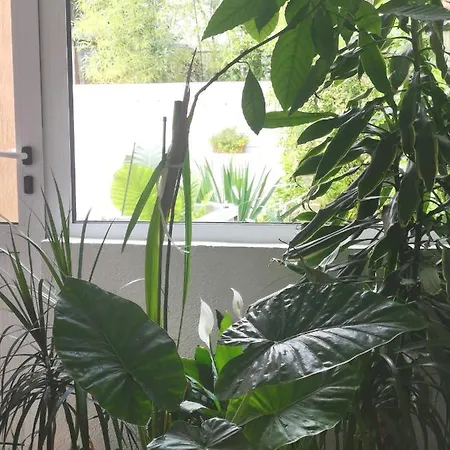 Dream House 게스트하우스 2*